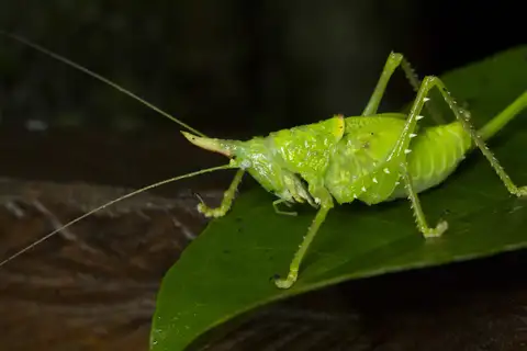 Rhinoceros Katydid