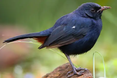 Indian Robin