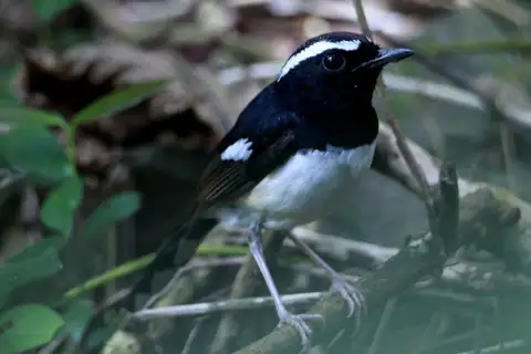 White-browed Shama