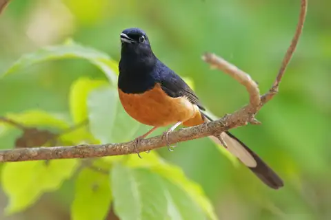 White-rumped Shama