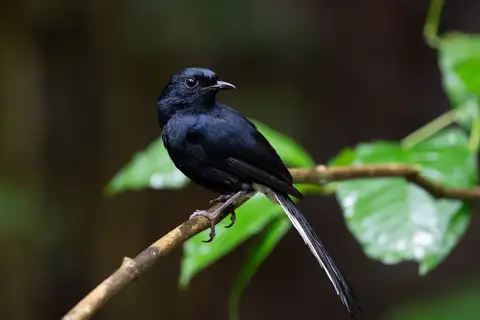 White-vented Shama