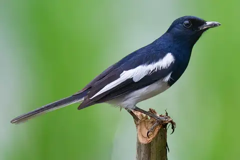 Oriental Magpie-Robin