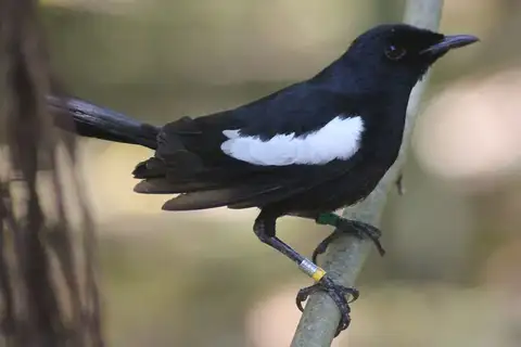 Seychelles Magpie-Robin
