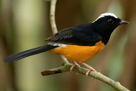 White-crowned Shama