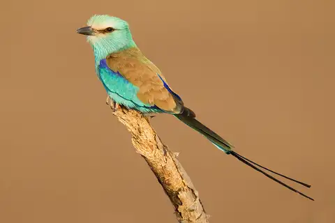 Abyssinian Roller