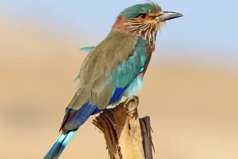 Indian Roller