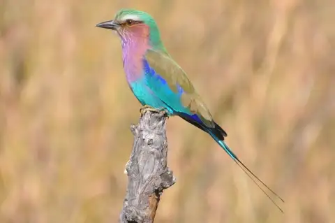 Lilac-breasted Roller