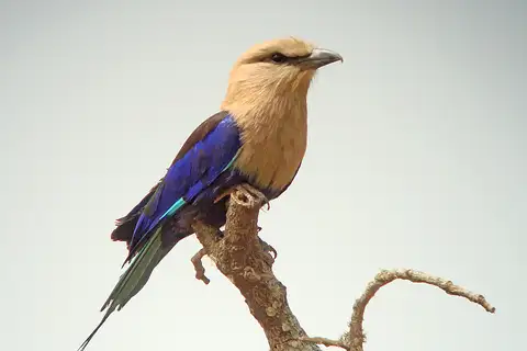 Blue-bellied Roller