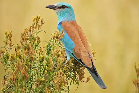 European Roller