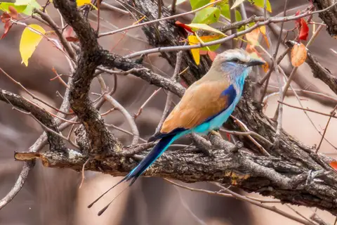 Racket-tailed Roller
