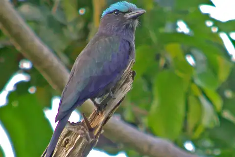 Purple-winged Roller