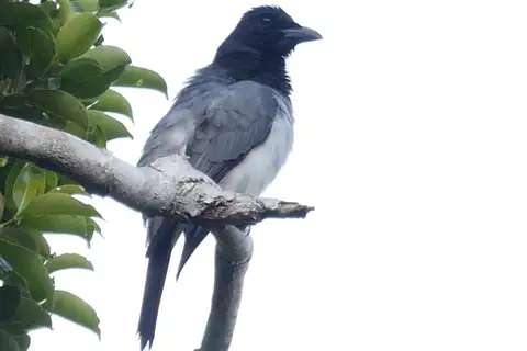 Moluccan Cuckooshrike