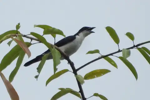 Pied Cuckooshrike