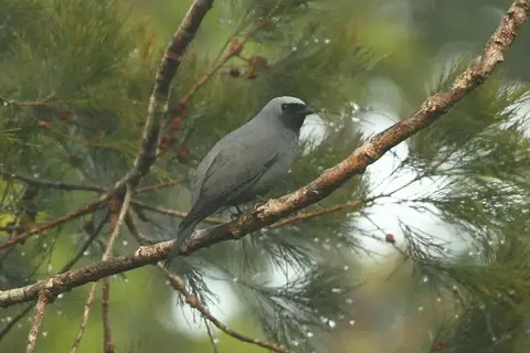 Boyer's Cuckooshrike