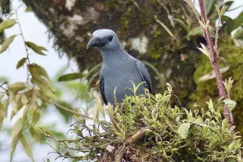 Stout-billed Cuckooshrike