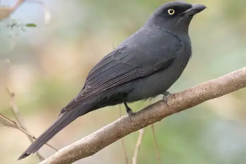 South Melanesian Cuckooshrike