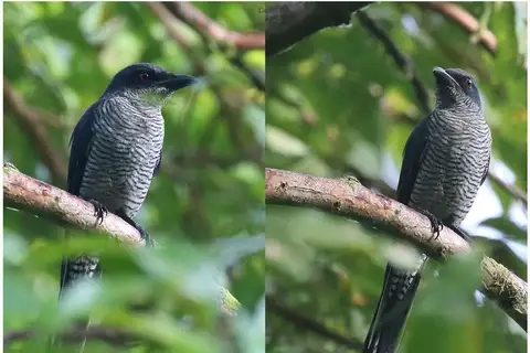 Andaman Cuckooshrike