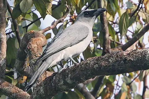 Buru Cuckooshrike