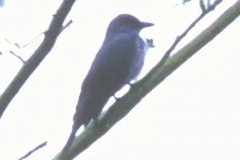 Sulu Cuckooshrike