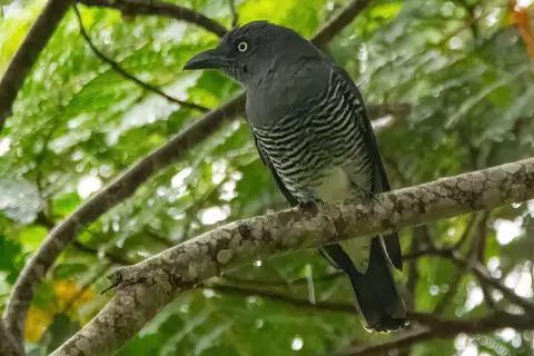 Mindanao Cuckooshrike