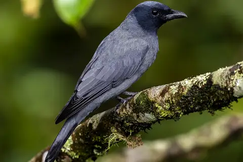 Sunda Cuckooshrike
