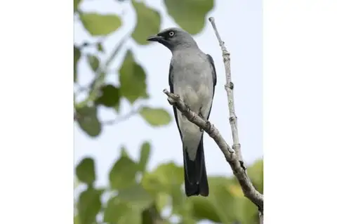 White-rumped Cuckooshrike