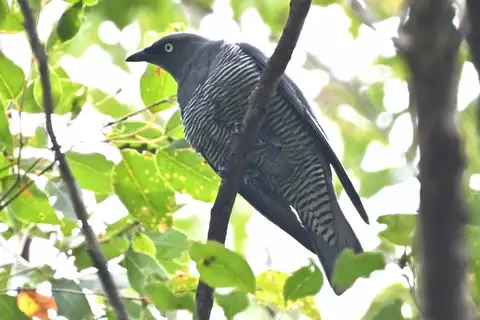 Barred Cuckooshrike