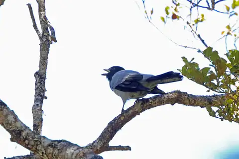 Hooded Cuckooshrike