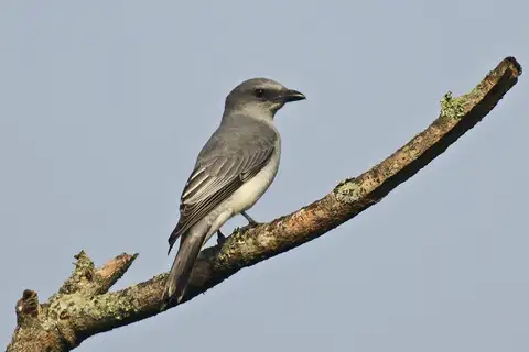 Indian Cuckooshrike