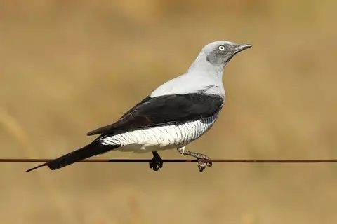 Ground Cuckooshrike