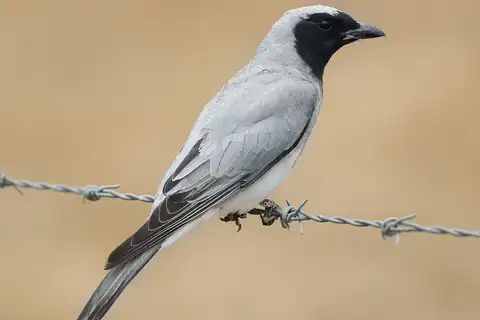 Black-faced Cuckooshrike