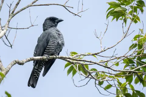Visayan Cuckooshrike
