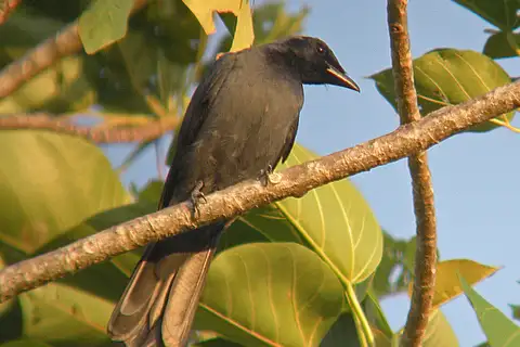Halmahera Cuckooshrike