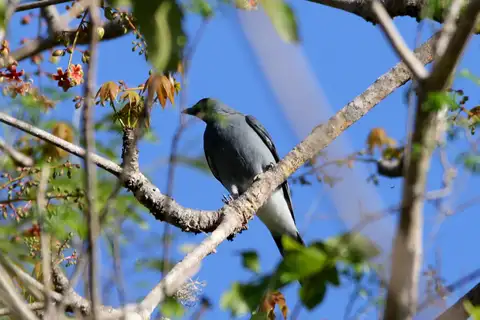 Wallacean Cuckooshrike