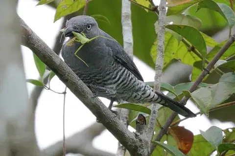 Bar-bellied Cuckooshrike