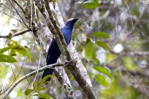 Cerulean Cuckooshrike