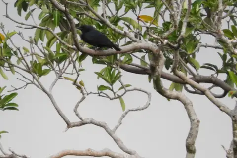 North Melanesian Cuckooshrike
