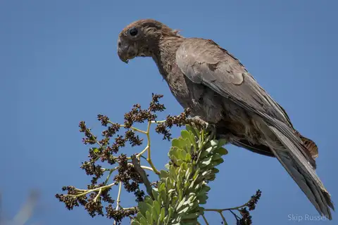 Lesser Vasa Parrot