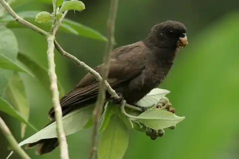 Comoro Black Parrot