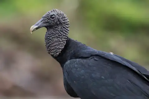 Black Vulture