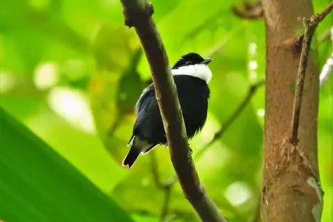 White-ruffed Manakin