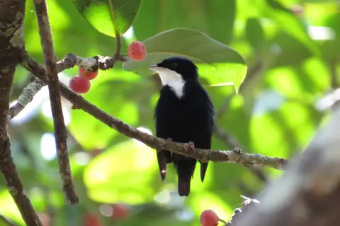 White-throated Manakin