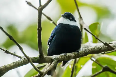 White-bibbed Manakin