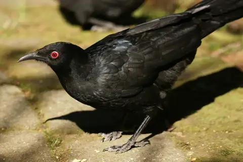 White-winged Chough