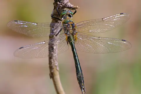 Downy Emerald