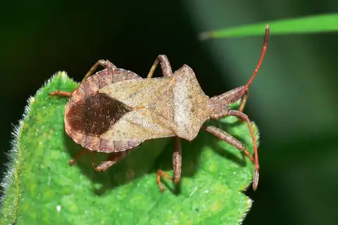 Dock Bug
