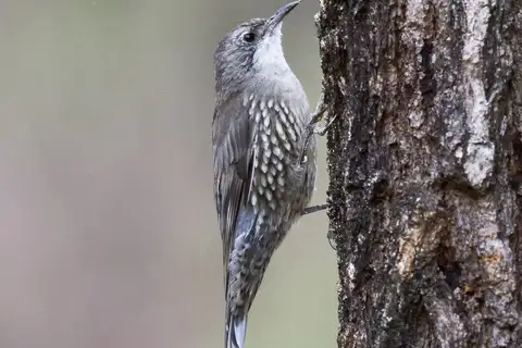 White-throated Treecreeper