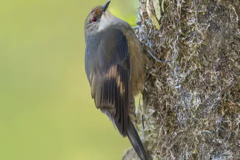 Papuan Treecreeper