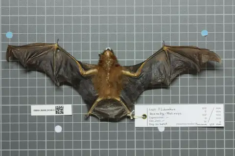 Chestnut Sac-winged Bat