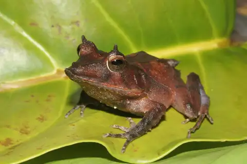 Solomon Islands Leaf Frog